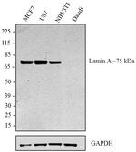 Lamin A Antibody