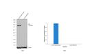 AHR Antibody in Western Blot (WB)