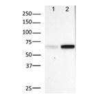 Phospho-NFkB p65 (Ser529) Antibody in Western Blot (WB)