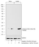 Phospho-Histone H2A.X (Ser139) Antibody in Western Blot (WB)