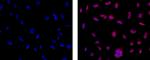 EZH2 Antibody in Immunocytochemistry (ICC/IF)