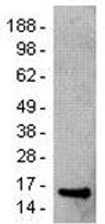 SAP (SLAM-Associated Protein) Antibody in Western Blot (WB)