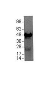 GFAP Antibody in Western Blot (WB)