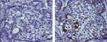 CD227 (Mucin 1) Antibody in Immunohistochemistry (Paraffin) (IHC (P))