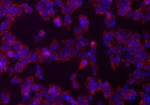 Musashi-1 Antibody in Immunocytochemistry (ICC/IF)