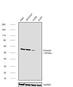 Vimentin Antibody in Western Blot (WB)