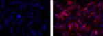 Vimentin Antibody in Immunocytochemistry (ICC/IF)