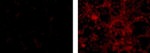 PAX6 Antibody in Immunocytochemistry (ICC/IF)