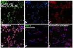 CD284 (TLR4) Antibody in Immunocytochemistry (ICC/IF)