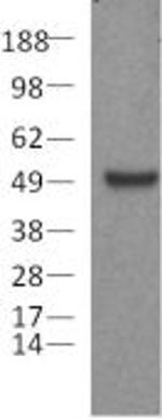 PAX5 Antibody in Western Blot (WB)