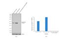 Cytokeratin 8 Antibody in Western Blot (WB)