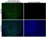 HLA-DR Antibody in Immunohistochemistry (Paraffin) (IHC (P))