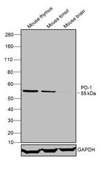 CD279 (PD-1) Antibody in Western Blot (WB)