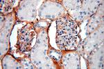 IGSF11 Antibody in Immunohistochemistry (Paraffin) (IHC (P))