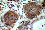 ESR2 Antibody in Immunohistochemistry (Paraffin) (IHC (P))