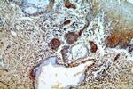 ESR2 Antibody in Immunohistochemistry (Paraffin) (IHC (P))