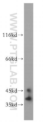 ELAVL2 Antibody in Western Blot (WB)