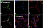 CD10 Antibody in Immunocytochemistry (ICC/IF)