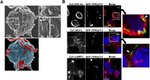 CD11b Antibody in Immunocytochemistry (ICC/IF)