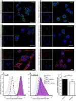 CD16/CD32 Antibody in Immunocytochemistry, Flow Cytometry (ICC/IF, Flow)