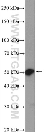 ESRRG Antibody in Western Blot (WB)