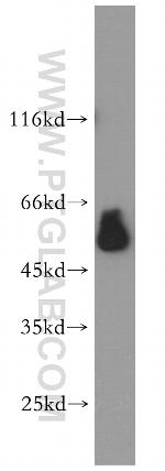 ESRRG Antibody in Western Blot (WB)