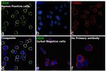 CD19 Antibody