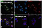 CD19 Antibody