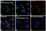 CD19 Antibody in Immunocytochemistry (ICC/IF)