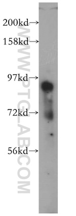 PCDHB12 Antibody in Western Blot (WB)