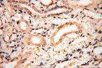 AADACL1 Antibody in Immunohistochemistry (Paraffin) (IHC (P))