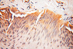 AADACL1 Antibody in Immunohistochemistry (Paraffin) (IHC (P))