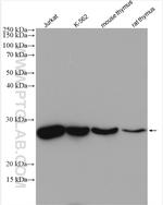 PSMA8 Antibody in Western Blot (WB)