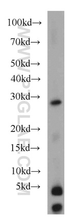 PSMA8 Antibody in Western Blot (WB)