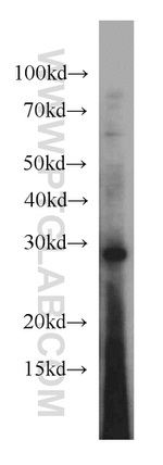 PSMA8 Antibody in Western Blot (WB)