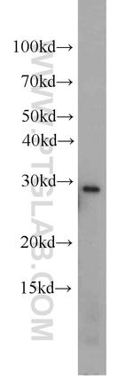 PSMA8 Antibody in Western Blot (WB)