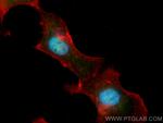 SYNCRIP Antibody in Immunocytochemistry (ICC/IF)