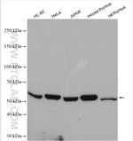 ROD1 Antibody in Western Blot (WB)