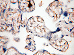 ABHD2 Antibody in Immunohistochemistry (Paraffin) (IHC (P))