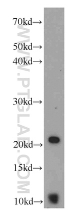 ACRV1 Antibody in Western Blot (WB)