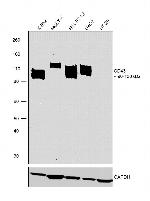 CD43 Antibody