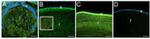 CD44 Antibody in Immunohistochemistry (IHC)