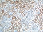 GPR116 Antibody in Immunohistochemistry (Paraffin) (IHC (P))