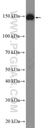 GPR116 Antibody in Western Blot (WB)