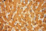 SLC27A2 Antibody in Immunohistochemistry (Paraffin) (IHC (P))