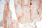 MAN1A2 Antibody in Immunohistochemistry (Paraffin) (IHC (P))