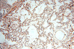 MAN1A2 Antibody in Immunohistochemistry (Paraffin) (IHC (P))