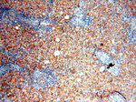 MAN1A2 Antibody in Immunohistochemistry (Paraffin) (IHC (P))