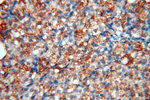 MAN1A2 Antibody in Immunohistochemistry (Paraffin) (IHC (P))