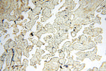 MAN1A2 Antibody in Immunohistochemistry (Paraffin) (IHC (P))